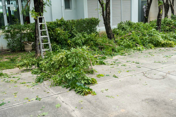 Best Tree Mulching  in Silver Lake, KS