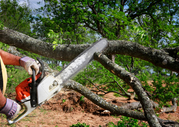 Best Leaf Removal  in Silver Lake, KS