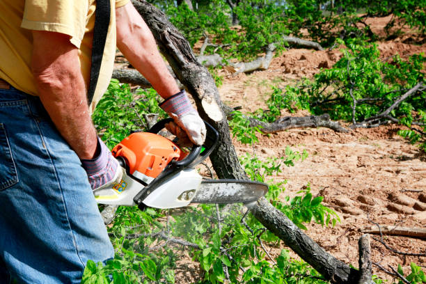 Best Storm Damage Tree Cleanup  in Silver Lake, KS